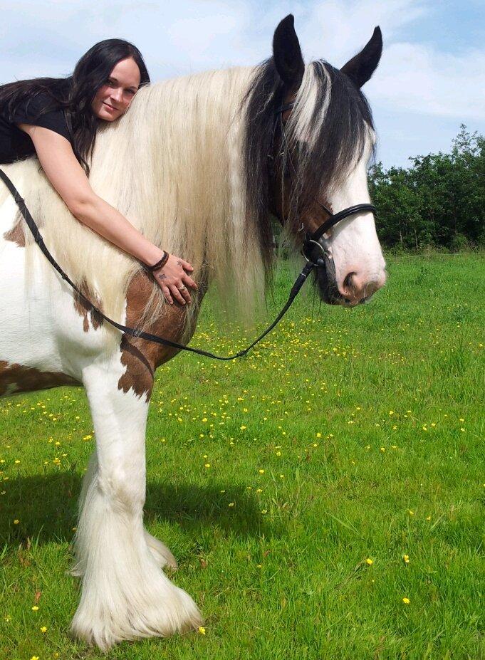 Irish Cob * Luna * - Ægte kærlighed <3 billede 3