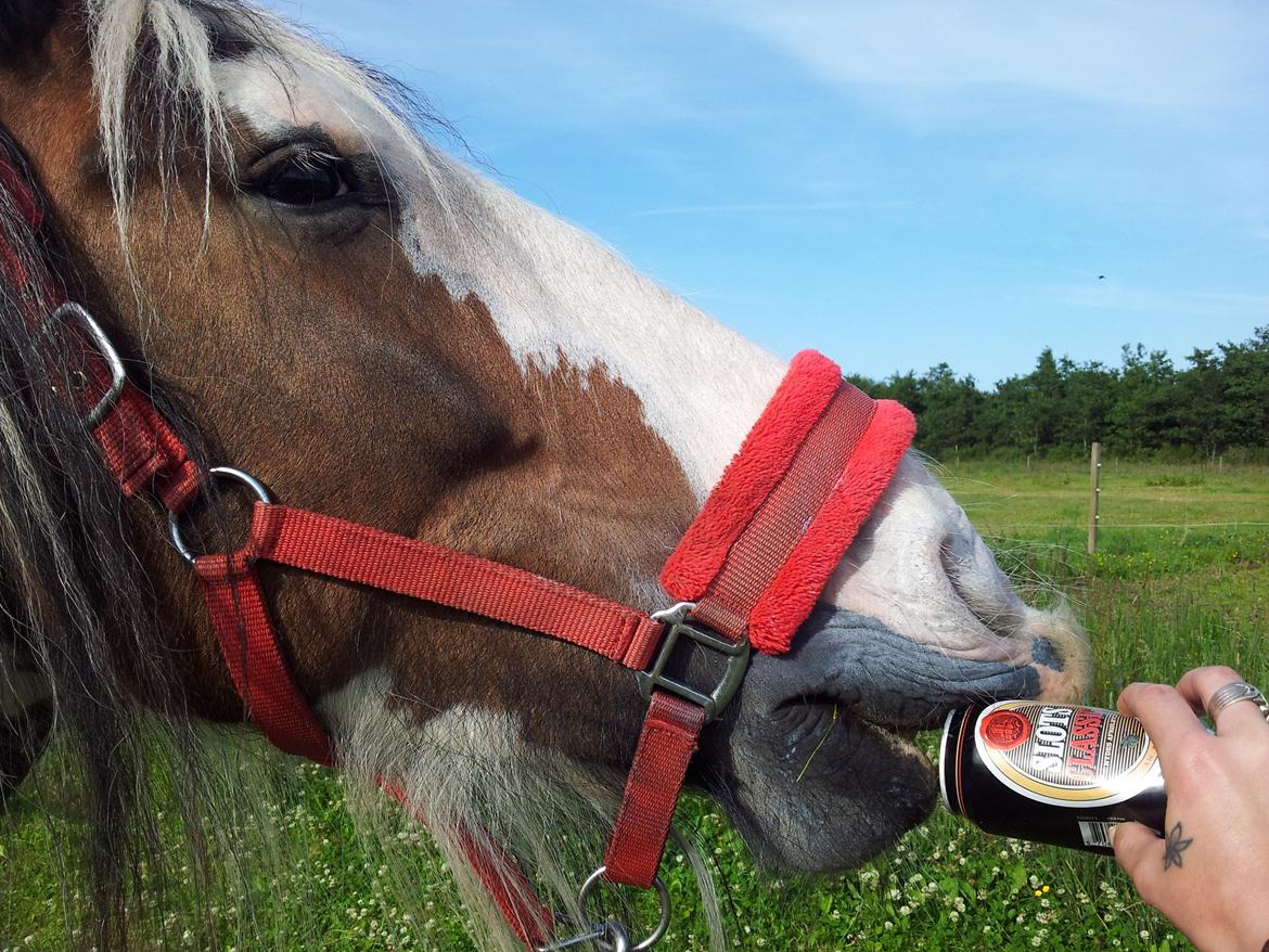 Irish Cob * Luna * - En varm sommerdag siger man ikke nej tak til en kold pils :-D billede 6