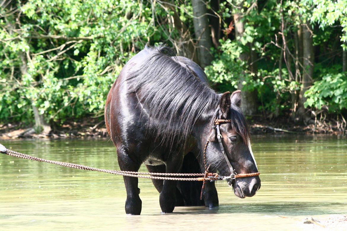 Irish Cob Sir Tonga billede 21