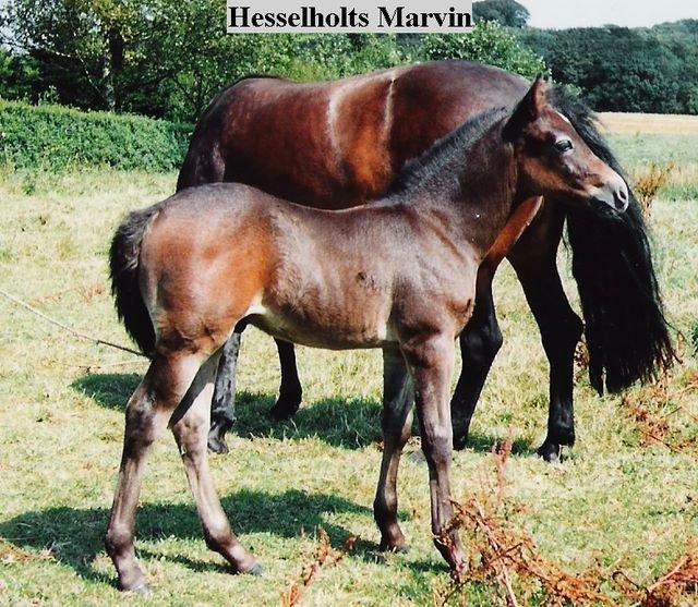 Connemara Hesselholts Marvin <3 - Søde lille Marvin som føl! <3 billede 5