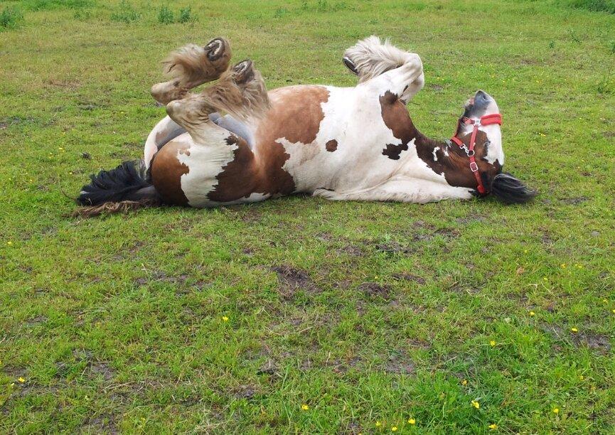 Irish Cob * Luna * - Og så skal der naturligvis rulles ;) billede 7