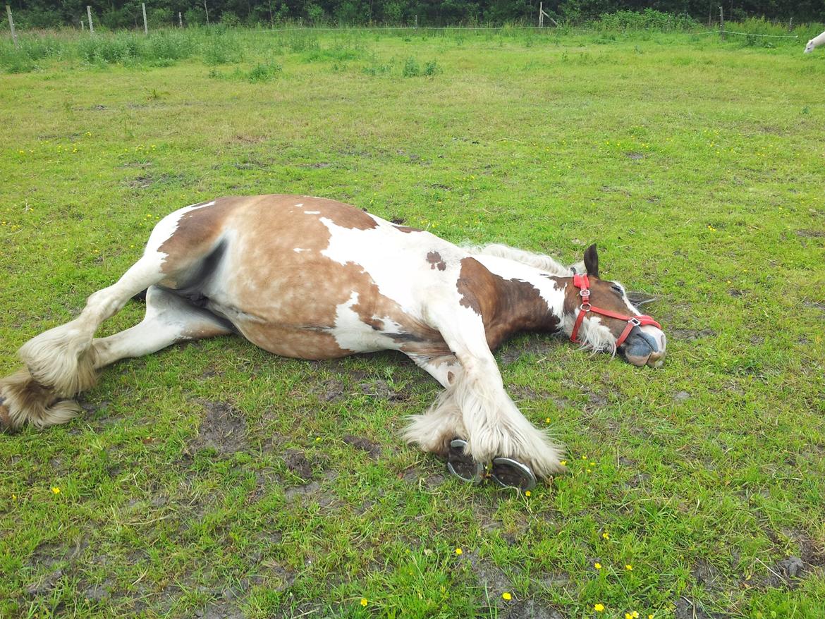 Irish Cob * Luna * - Åhh, det var hårdt :) billede 8