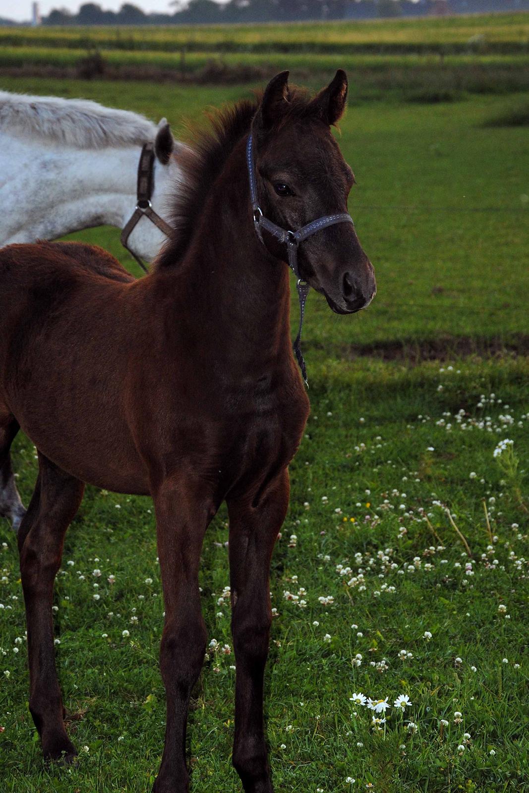 DSP Magic Skywalker - Knap 3 mdr. billede 10