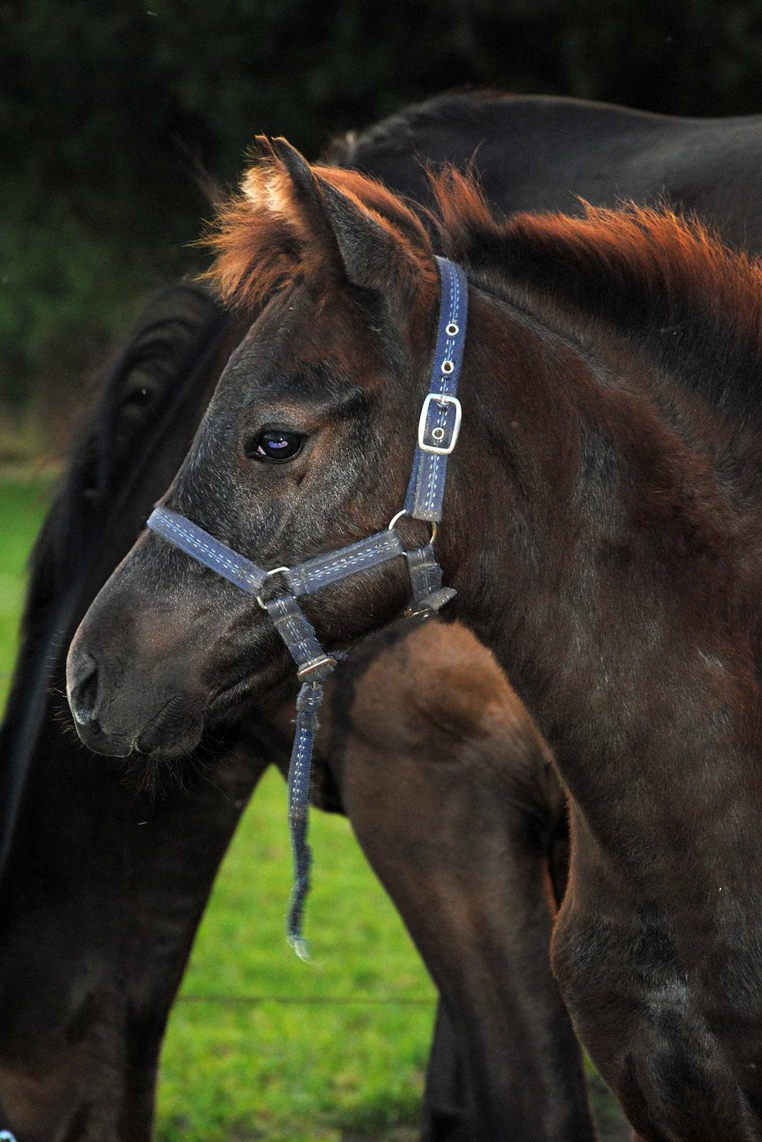 DSP Magic Skywalker - Her kan man rigtig se han er ved at skifte til skimmel! billede 11