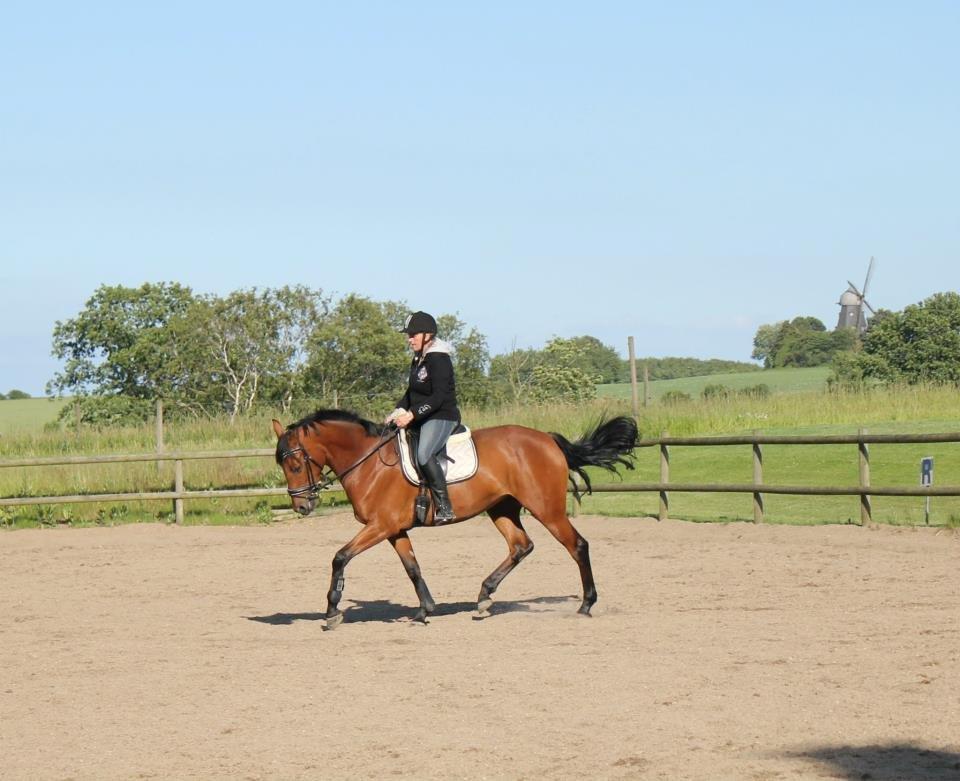 Dansk Varmblod Tanholms Triumph - Velkommen til TT profil. :-) billede 6
