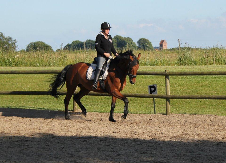 Dansk Varmblod Tanholms Triumph billede 16