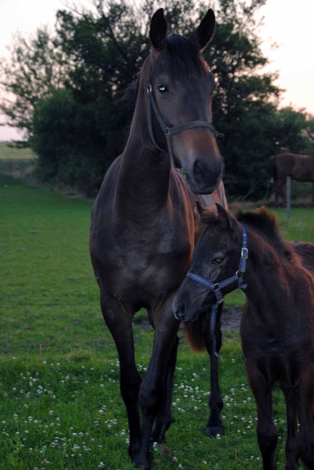 Trakehner Herbstmenuet - 2 år, og hendes bedste ven! billede 12