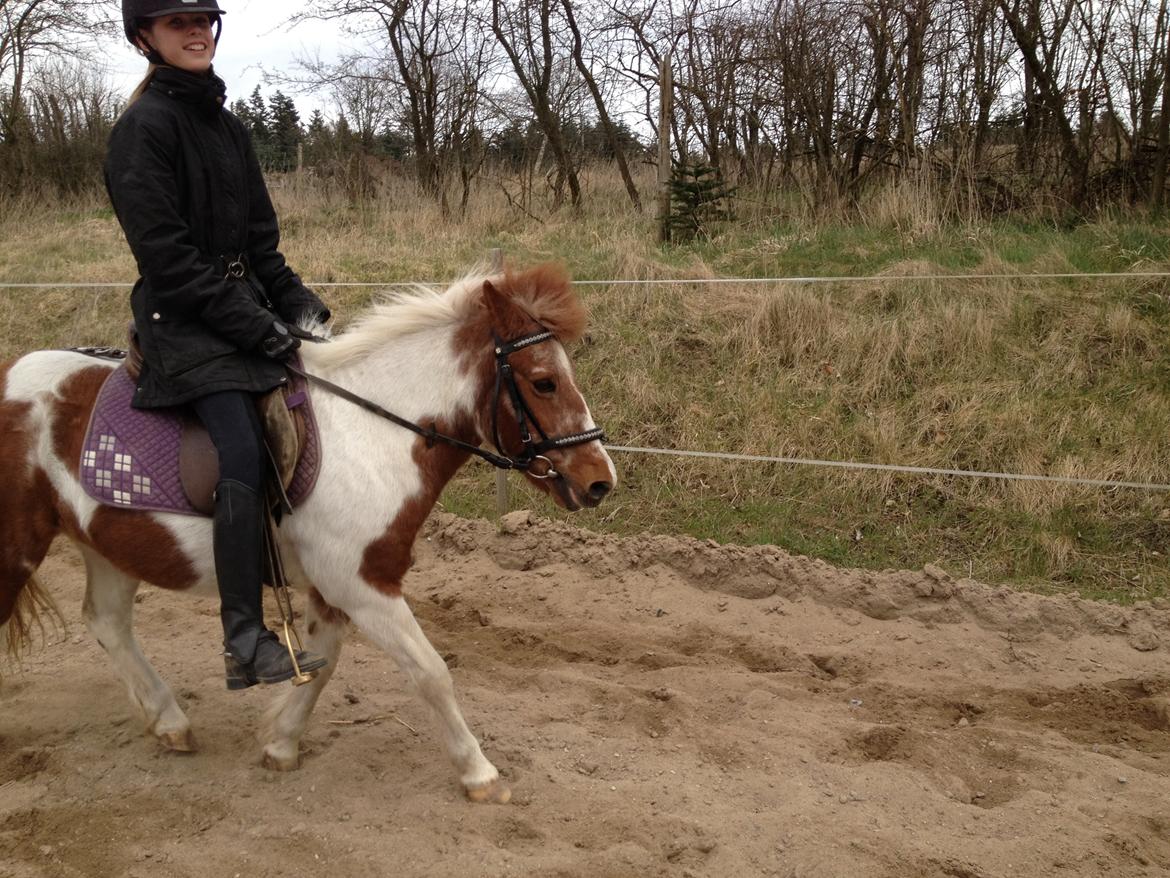 Anden særlig race Lotte [Lånepony] - Liv min søster rider på hende billede 13