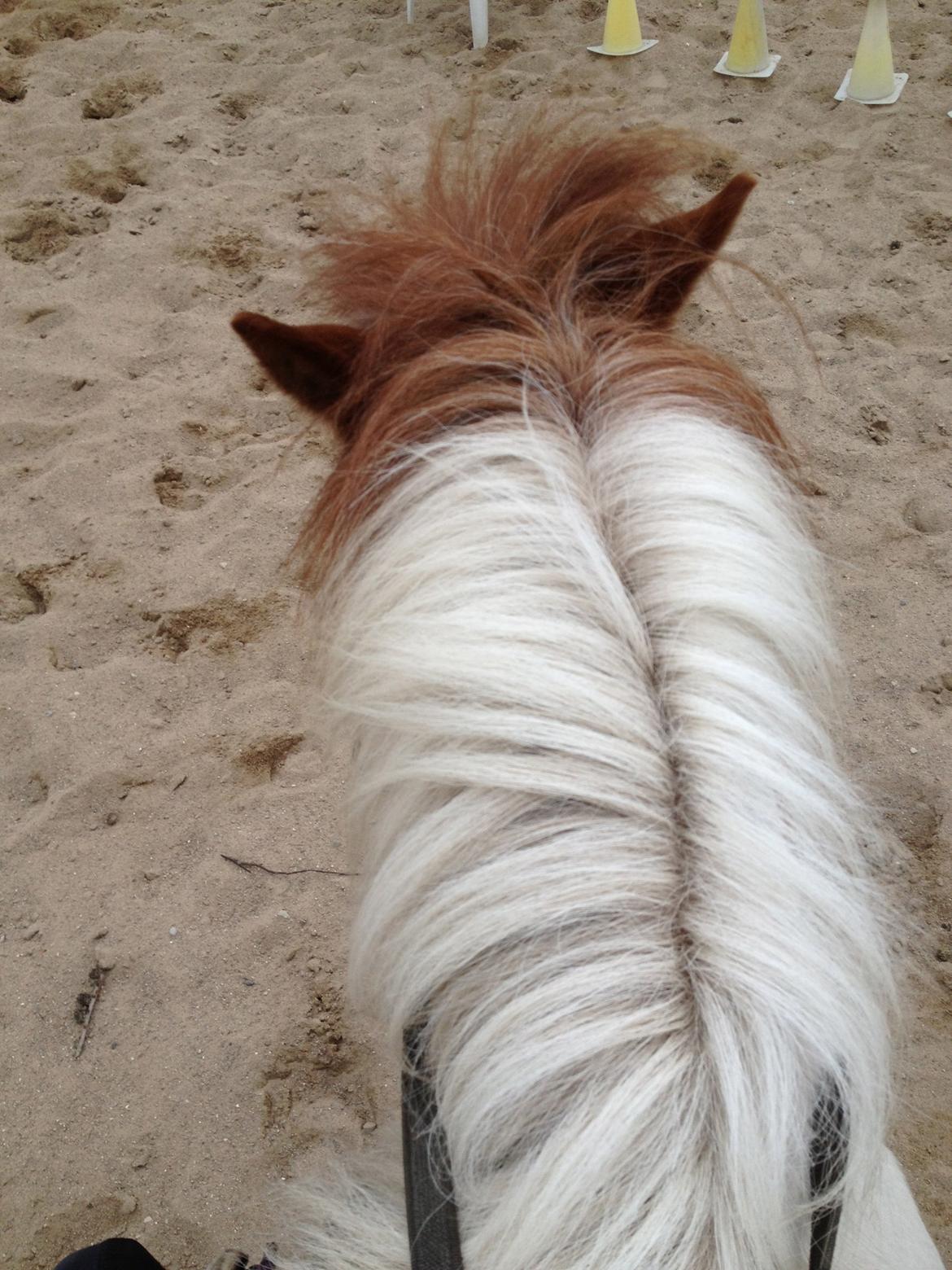 Anden særlig race Lotte [Lånepony] - ride ride ride åh nej billede 17