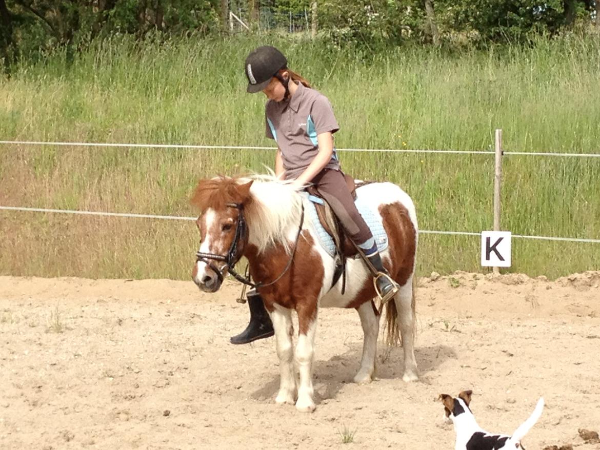 Anden særlig race Lotte [Lånepony] - kom så Lotte billede 10