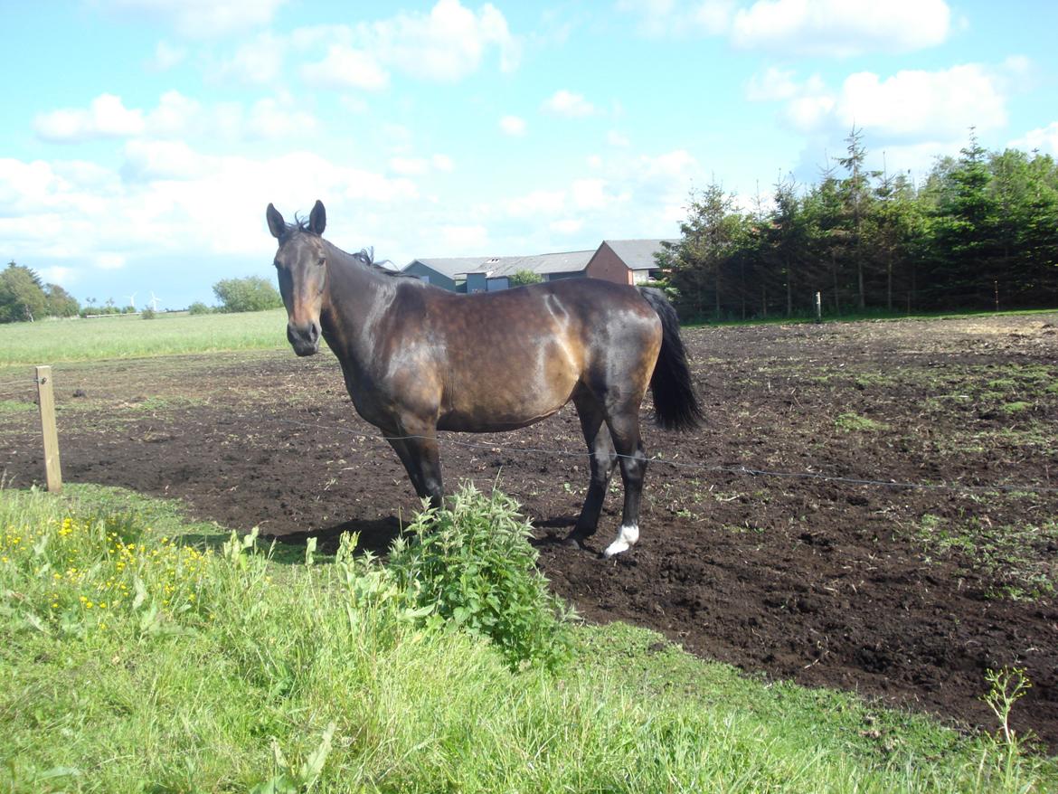 Oldenborg Lotte billede 2