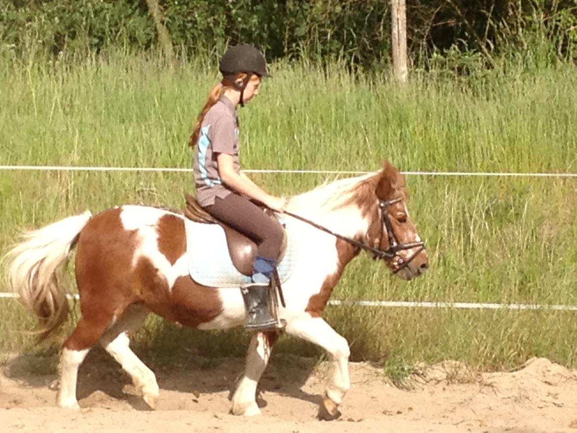 Anden særlig race Lotte [Lånepony] - sådan du kan der godt billede 11