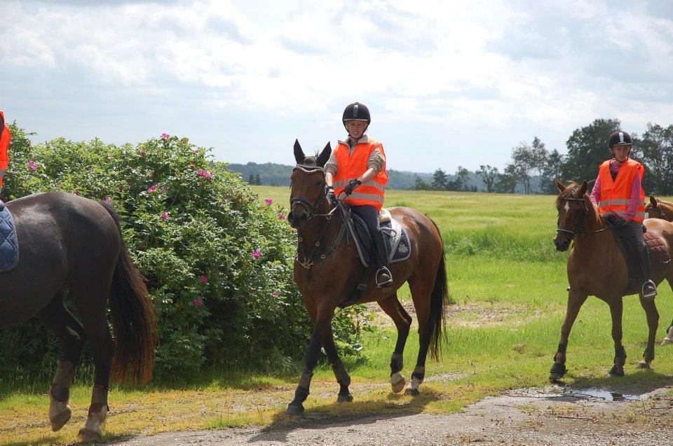 Dansk Varmblod Monique - På tur med vilddyret :-D [Foto: Jonas] billede 15