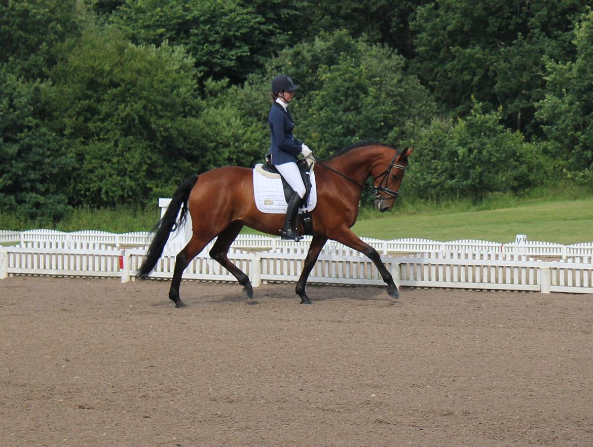 Dansk Varmblod Tanholms Triumph - TT til hendes første stævne. billede 17