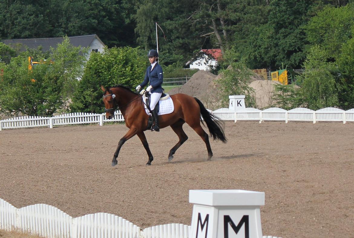 Dansk Varmblod Tanholms Triumph - TT til hendes første stævne i en lc2 til 68 % og en 2 plads.  billede 5