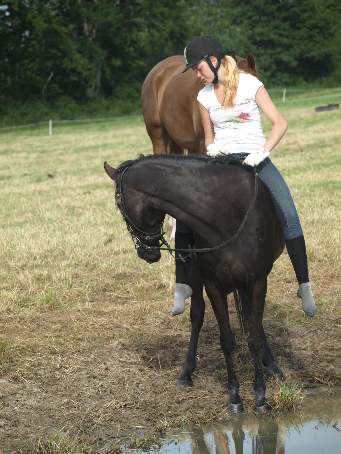 Anden særlig race Beauty {den nye stjerne} - Jeg prøver at få Beauty i vandet men hun vl hellere kigge på Mirtan bag sig :) billede 17