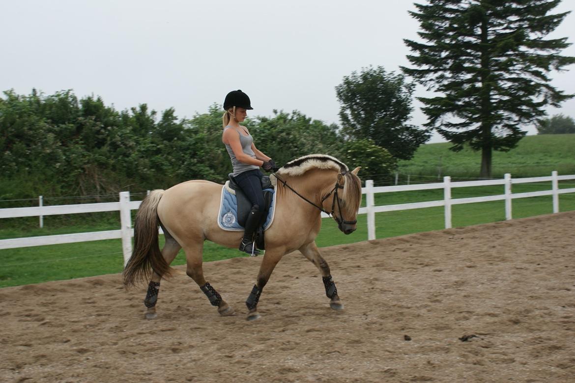 Fjordhest Dalargutt aka Gutti/Gutten - Træning d. 7/7-12

Foto: Line Hansen  billede 16