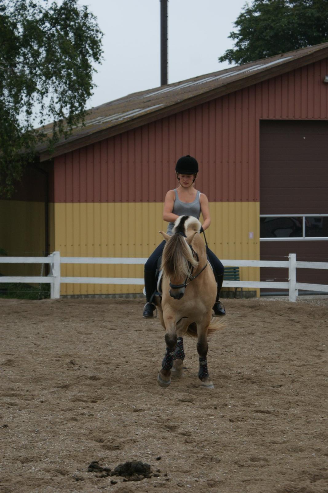 Fjordhest Dalargutt aka Gutti/Gutten - Træning d. 7/7-12

Foto: Line Hansen  billede 17