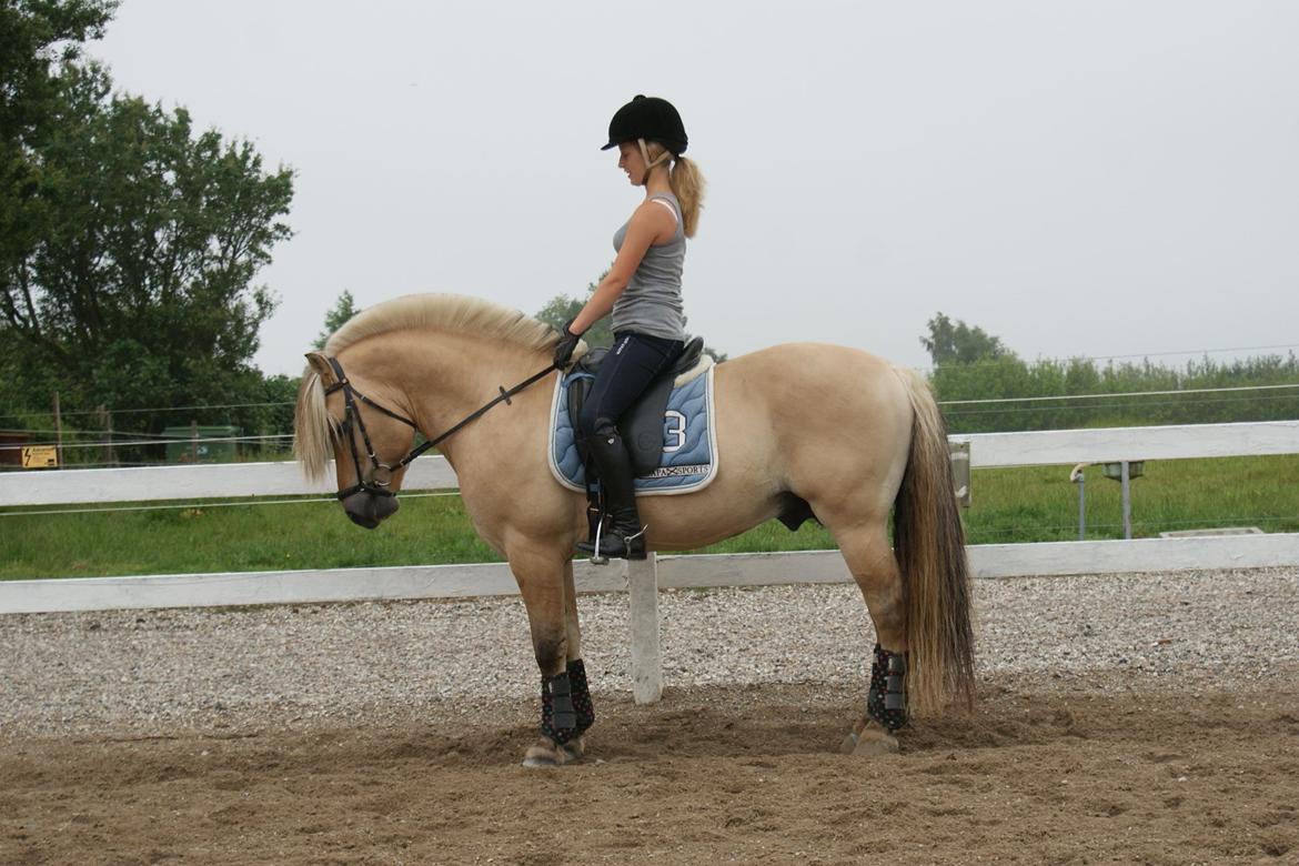 Fjordhest Dalargutt aka Gutti/Gutten - Træning d. 7/7-12

Foto: Line Hansen  billede 18