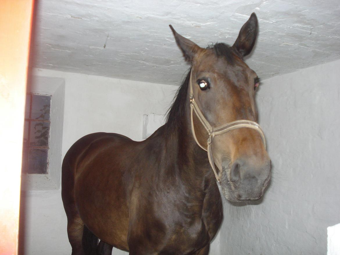 Oldenborg Lotte billede 10