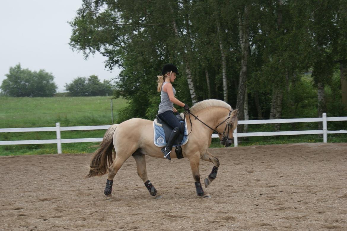 Fjordhest Dalargutt aka Gutti/Gutten - Træning d. 7/7-12

Foto: Line Hansen  billede 19