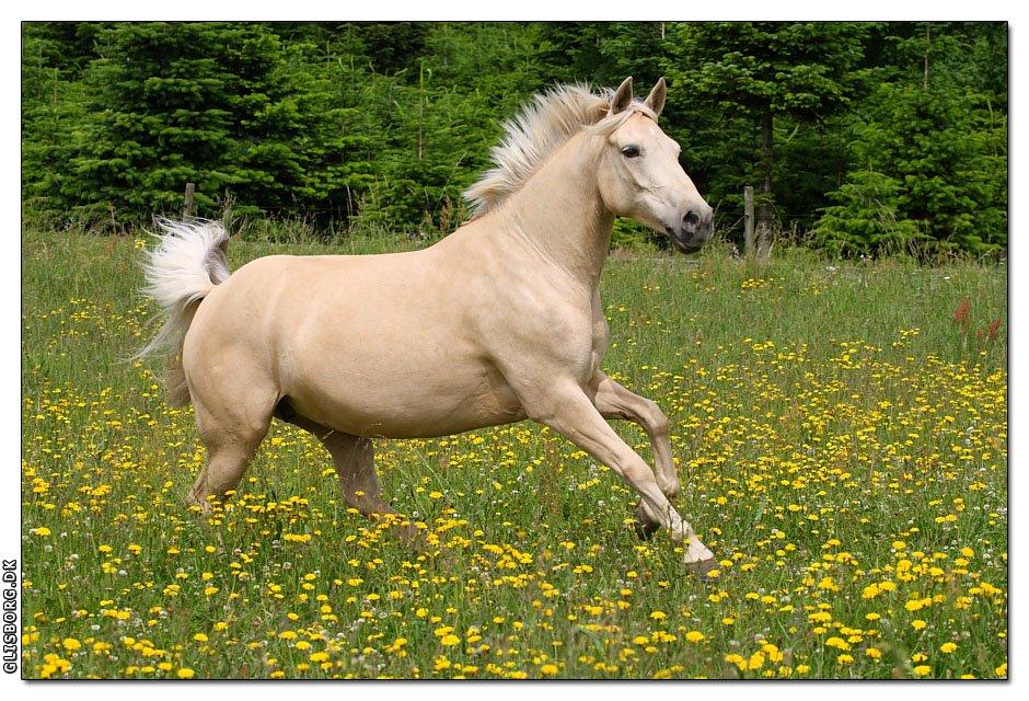 Palomino Bailey<3 - så fri som man nu kan blive! det er bare livet. :D billede 1