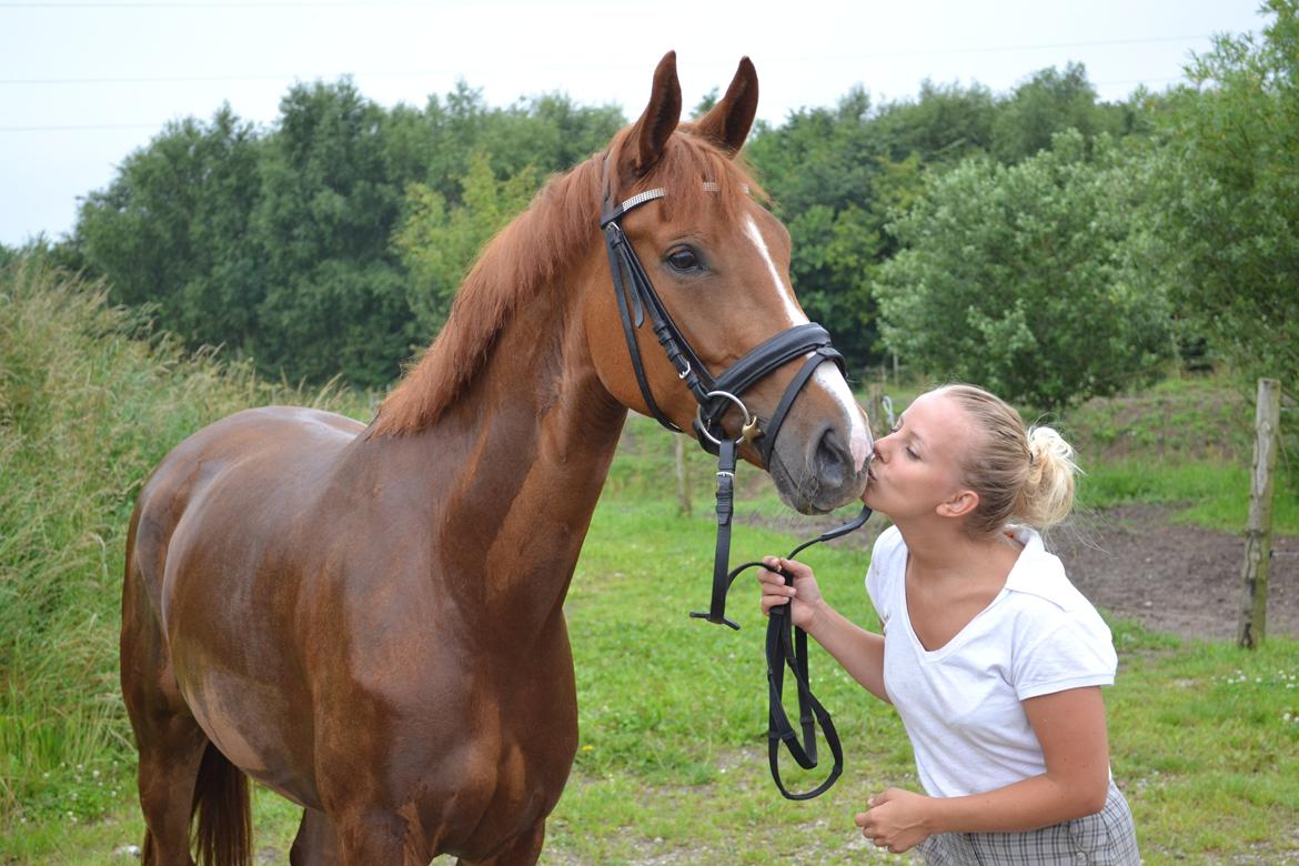 Dansk Varmblod Danik - 07.07.12 billede 1
