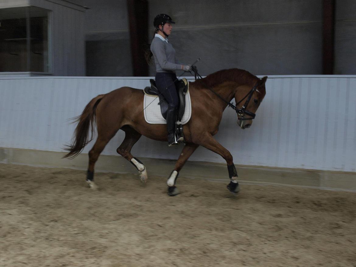 Dansk Varmblod Danik - med min underviser - Jeanett Retz - ultimo maj billede 2