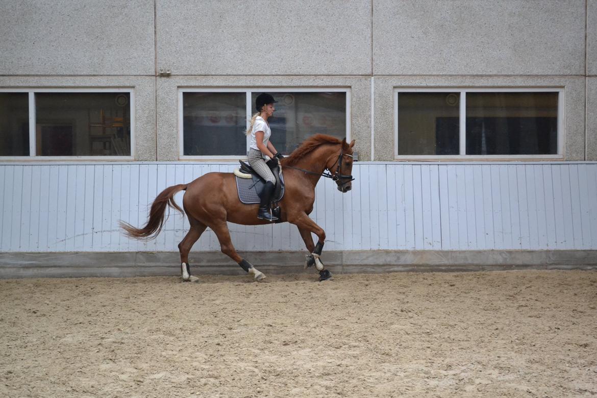 Dansk Varmblod Danik - 07.07.12 billede 3