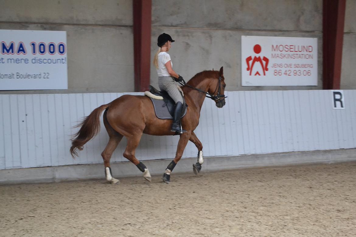 Dansk Varmblod Danik - Mon ikke den lille røde nok skal lære passage:) - 07.07.12 billede 4