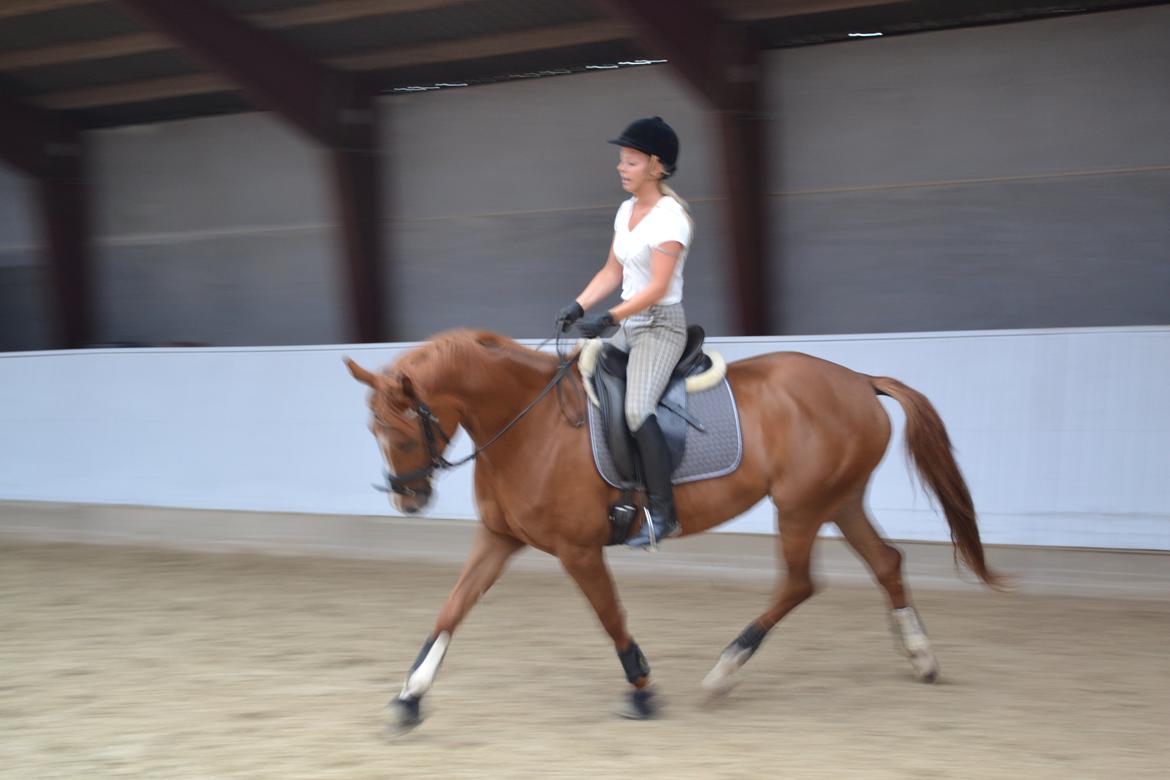 Dansk Varmblod Danik - 07.07.12 billede 5