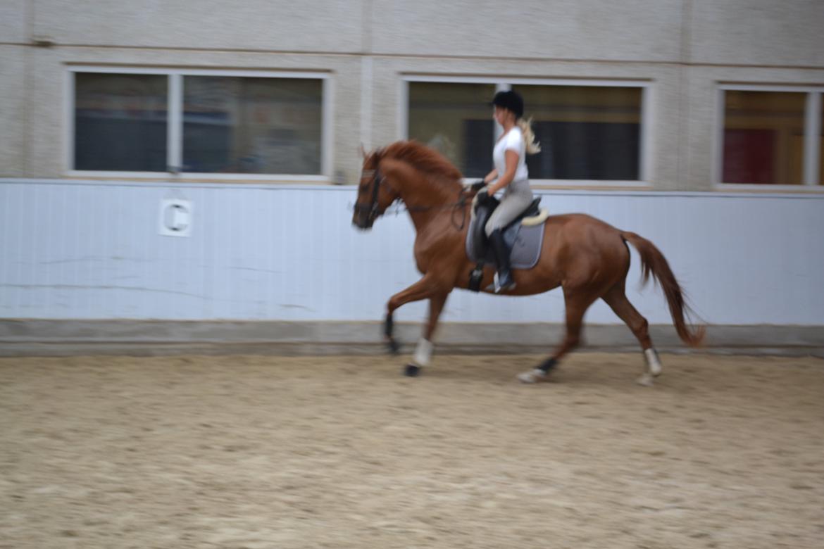 Dansk Varmblod Danik - 07.07.12 billede 6