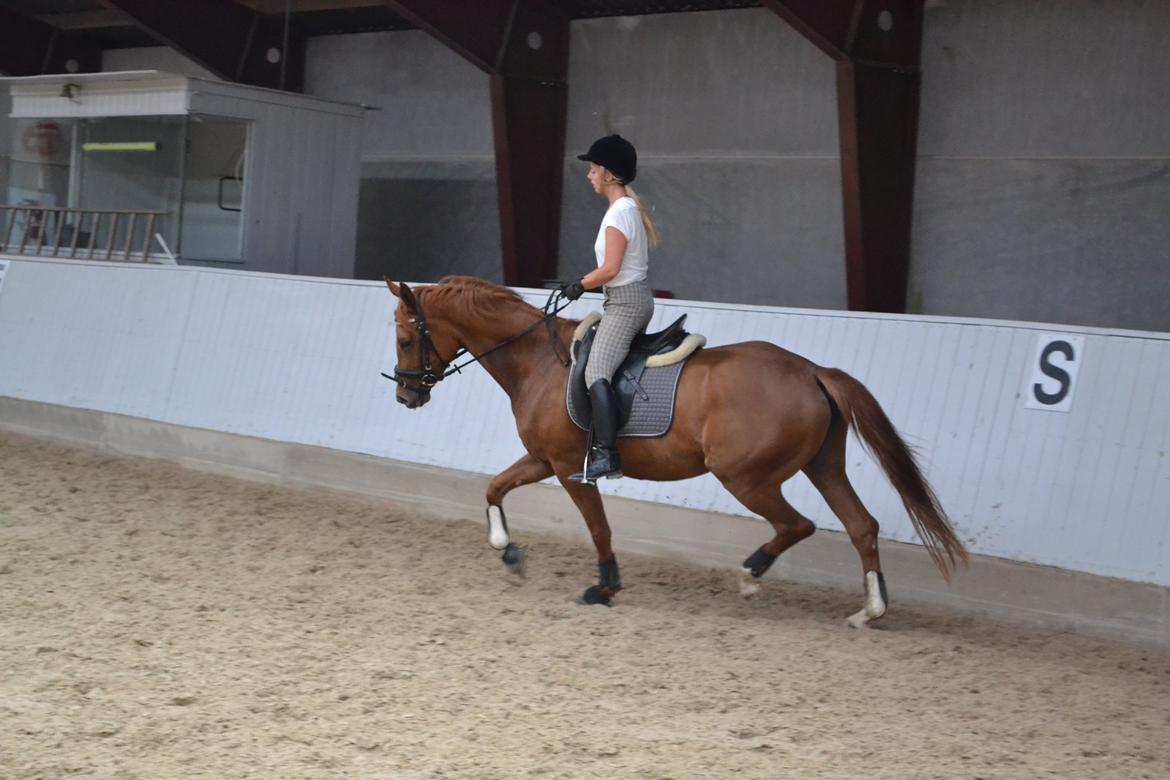 Dansk Varmblod Danik - 07.07.12
 billede 7