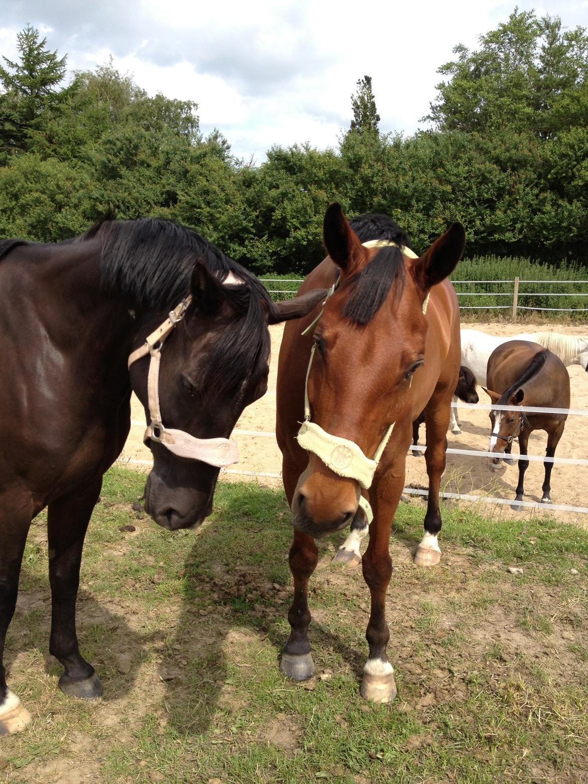 Dansk Varmblod Chanel - The neller mus <3 - Nurh, de er så søde :) billede 2
