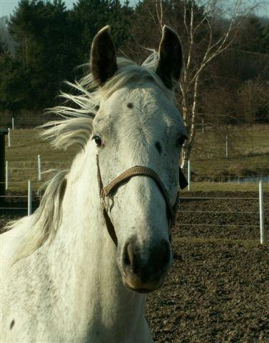 Knabstrupper Askgaardens Murano billede 9