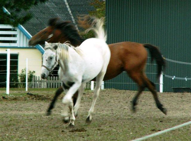 Knabstrupper Askgaardens Murano billede 10
