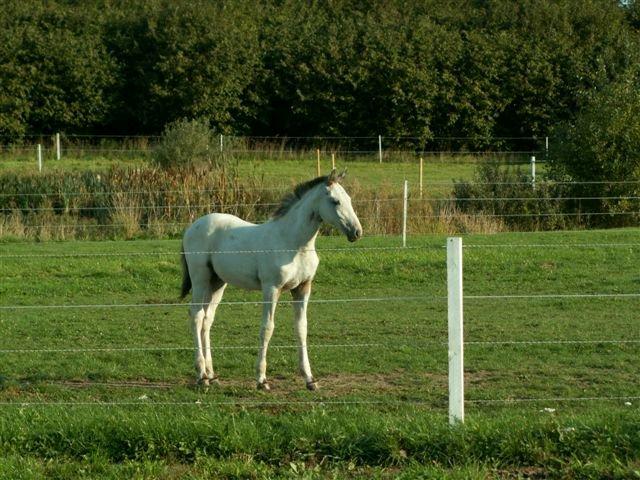 Knabstrupper Askgaardens Murano billede 11