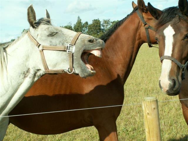 Knabstrupper Askgaardens Murano billede 12