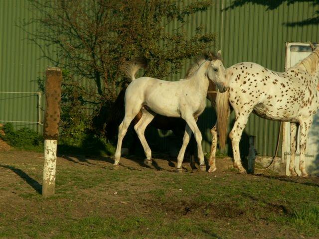 Knabstrupper Askgaardens Murano billede 14