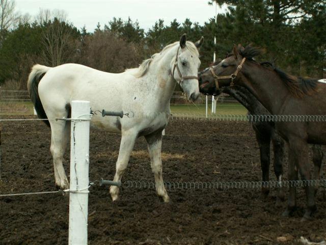 Knabstrupper Askgaardens Murano billede 15