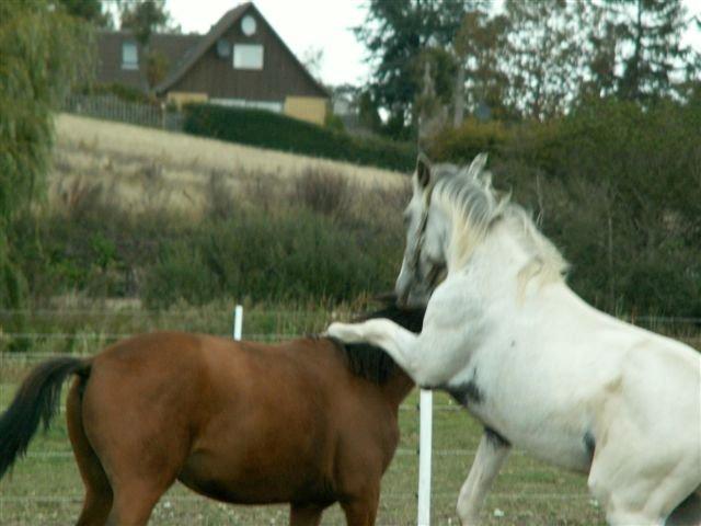 Knabstrupper Askgaardens Murano - Det er sjovt at kravle på de andre :o)
 billede 16