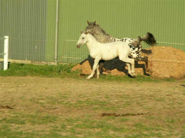 Knabstrupper Askgaardens Murano billede 17