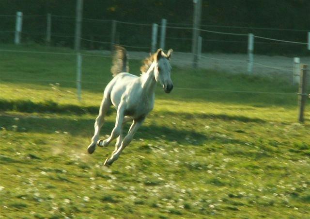 Knabstrupper Askgaardens Murano billede 18