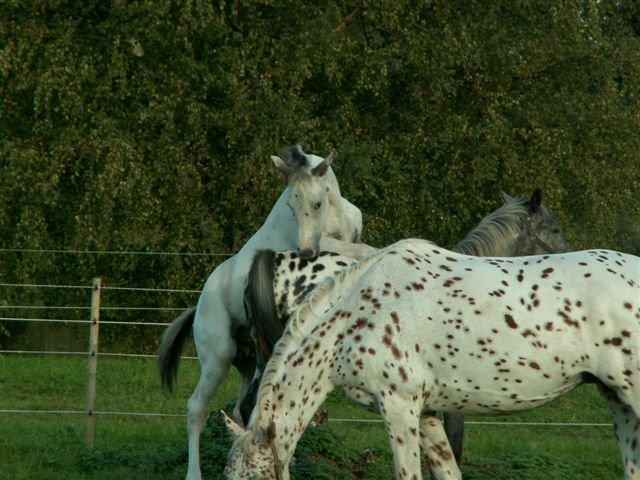 Knabstrupper Askgaardens Murano billede 19