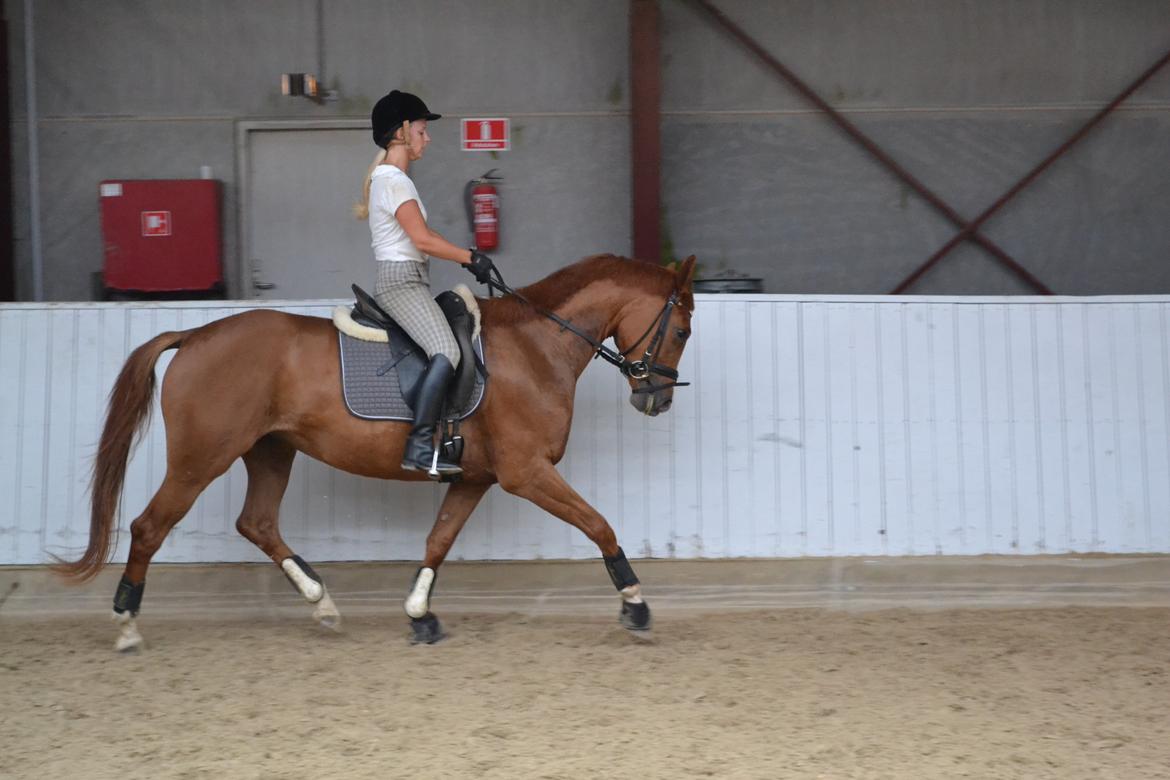 Dansk Varmblod Danik - 07.07.12 billede 8