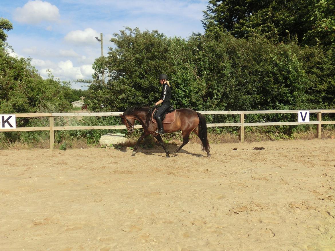 New Forest Glenwood Maple Hill - Og igen! Godt nok ligger du lidt dybt, men der er jo kun starten! Du skal bare have nok muskler så du kan "børe dig selv" Og så bliver det først sjovt :P<3
*Igen undskyld min opstilling...* billede 19