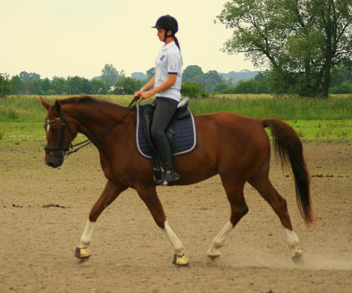 Hollandsk Varmblod Camilla - Livet handler ikke om at finde en man kan leve med, men at finde en man ikke kan leve uden. Tuse Creek Ranch - 5. Juli 2012 billede 7