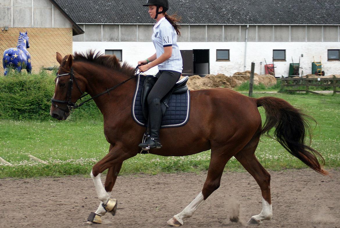 Hollandsk Varmblod Camilla - A horse is poetry in motion. Tuse Creek Ranch - 5. Juli 2012 billede 14