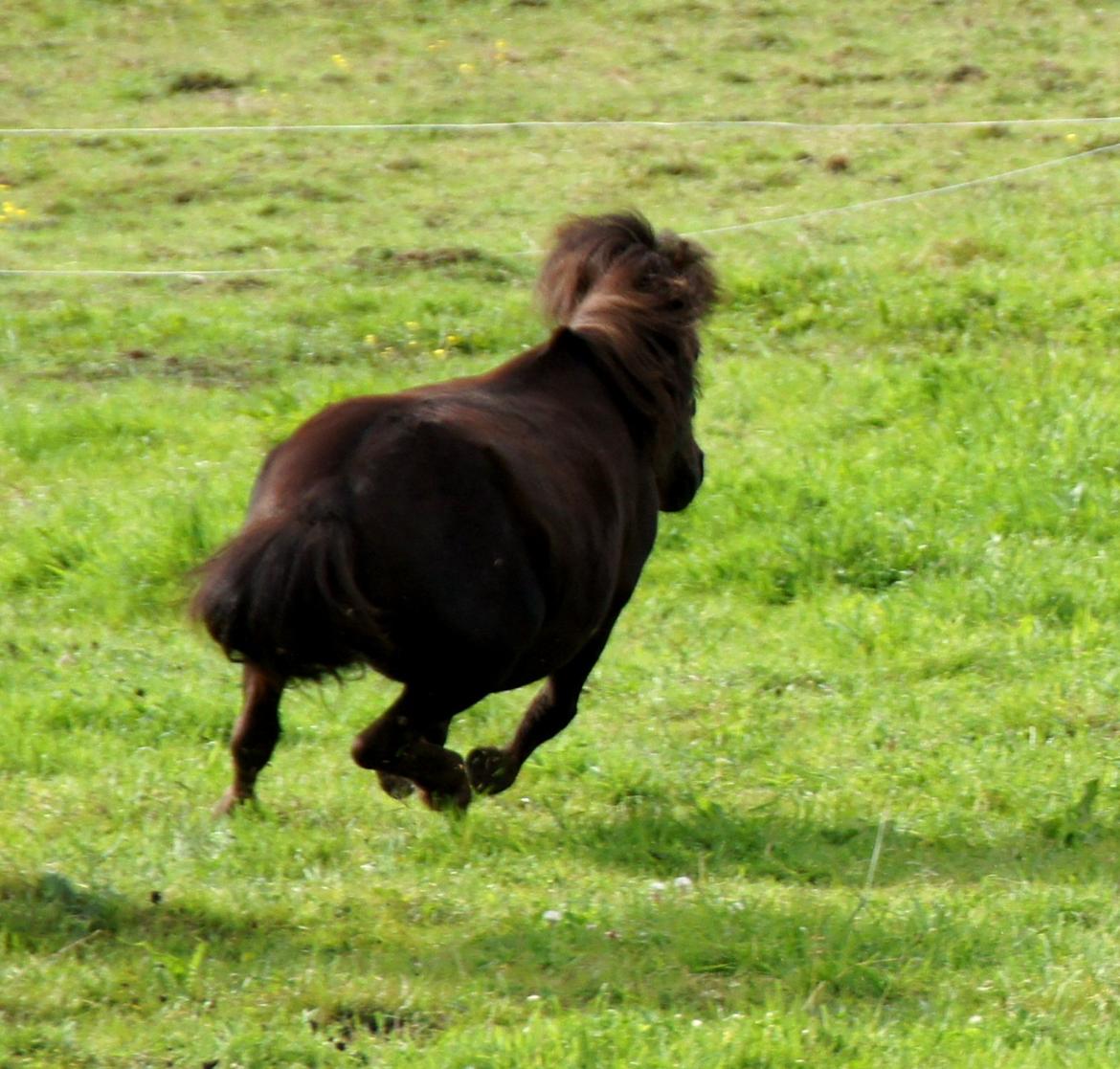 Shetlænder Tulle »Tullemis« billede 4