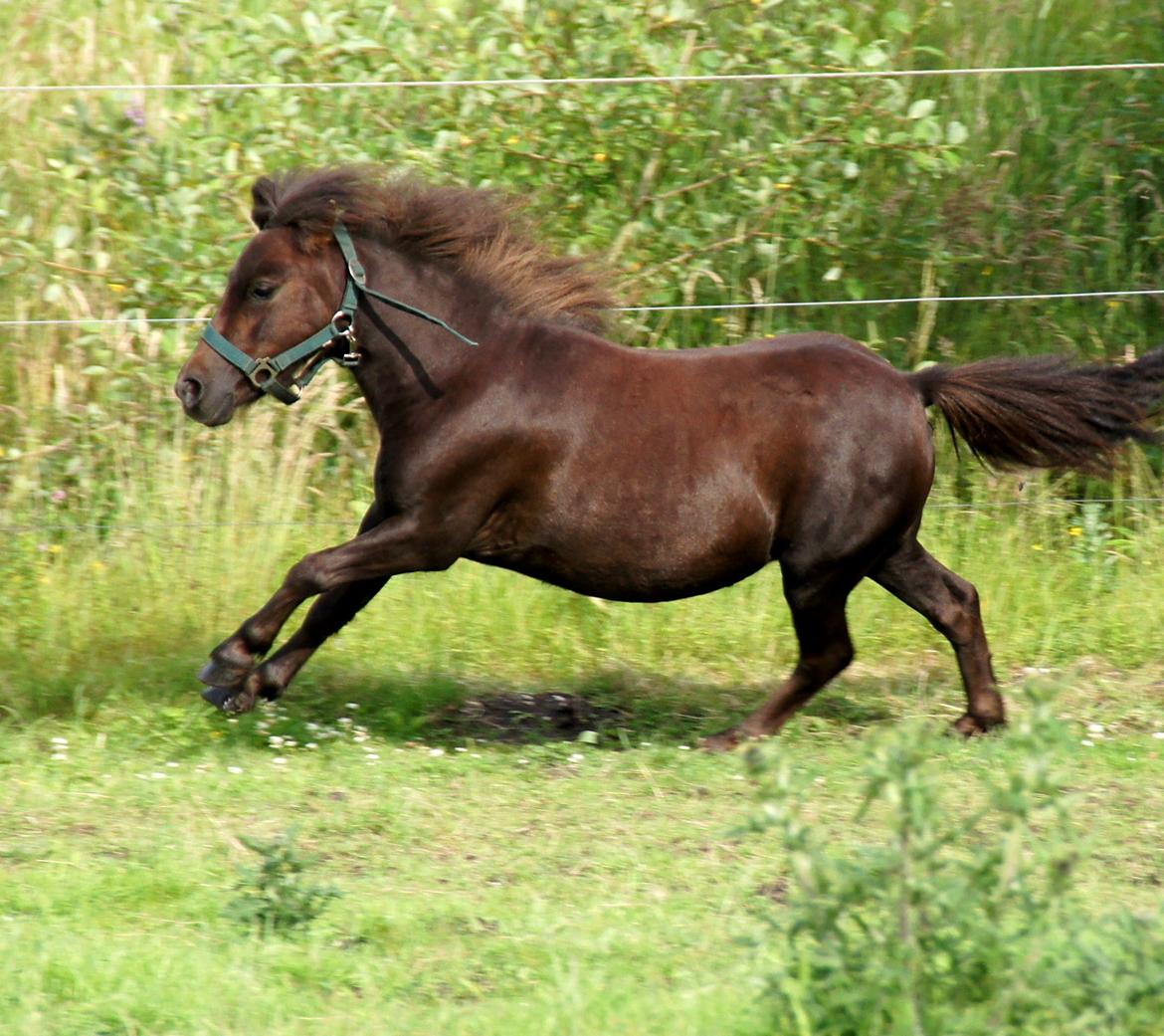 Shetlænder Tulle »Tullemis« billede 2